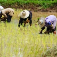 Egyszerűsített foglalkoztatás – Ezt feltétlen tudnod kell